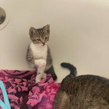 Domestic Short Hair Cats Available for Adoption in Ruskin, Florida - Sassy | PetCurious