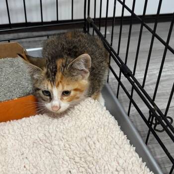 Chiro -  Domestic Short Hair Cat for Adoption in Rochester, Minnesota - Chiro | PetCurious