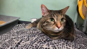 Artemis -  Domestic Short Hair Cat for Adoption in Oviedo, Florida - Artemis | PetCurious