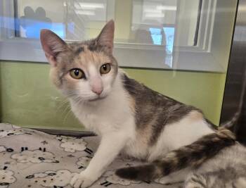 Domestic Short Hair Cats Available for Adoption in Dickson, Tennessee - Lil Debbie | PetCurious