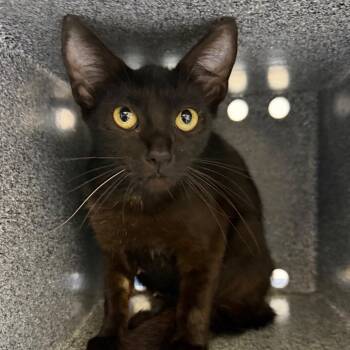 March -  Domestic Short Hair Cat for Adoption in Galveston, Texas - March | PetCurious