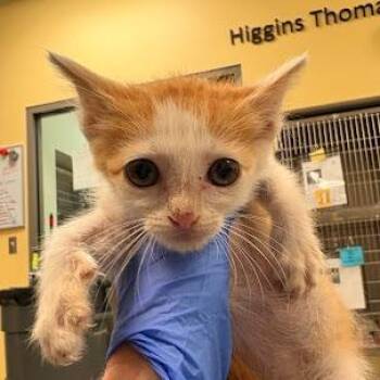 Roger That -  Domestic Medium Hair Cat for Adoption in Lynchburg, Virginia - Roger That | PetCurious