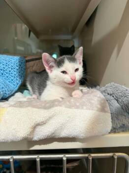 W2 Minnie -  Domestic Short Hair Cat for Adoption in Ashland, Wisconsin - W2 Minnie | PetCurious