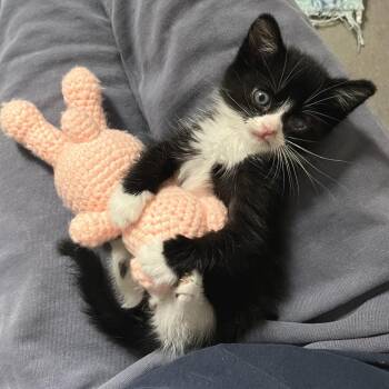 Buffett -  Domestic Short Hair Cat for Adoption in Philadelphia, Pennsylvania - Buffett | PetCurious