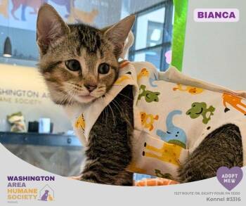 Bianca -  Domestic Short Hair Cat Available for Adoption in Eighty Four, Pennsylvania - Bianca | PetCurious