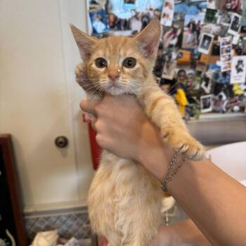 Avalanche -  Domestic Short Hair Cat for Adoption in Louisville, Kentucky - Avalanche | PetCurious