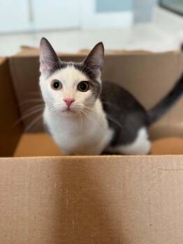 Cy AND Peaches -  Domestic Short Hair Cat for Adoption in Rochester, New Hampshire - Cy AND Peaches | PetCurious