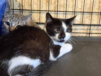 Rescue Domestic Short Hair Cats for Adoption in Capshaw, Alabama - AUGUST | PetCurious