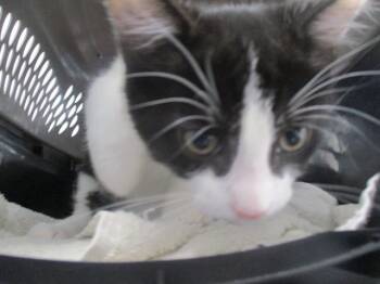 A380919 -  Domestic Short Hair Cat for Adoption in Ocala, Florida - A380919 | PetCurious
