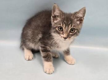 Spaghetti -  Domestic Short Hair Cat for Adoption in Minneapolis, Minnesota - Spaghetti | PetCurious
