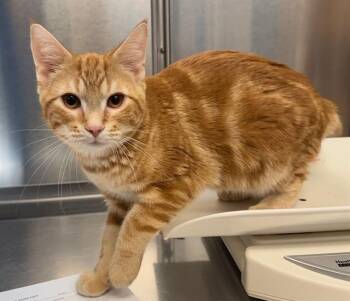 Domestic Short Hair Cats Available for Adoption in Minneapolis, Minnesota - MUSHU | PetCurious