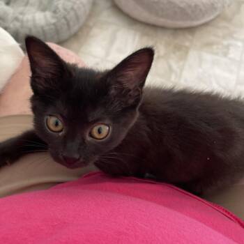Sweet BBQ -  Domestic Short Hair Cat for Adoption in Las Vegas, Nevada - Sweet BBQ | PetCurious