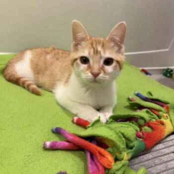 Domestic Short Hair Cats Available for Adoption in Toms River, New Jersey - Rend | PetCurious