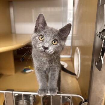 Sabrina -  Domestic Short Hair Cat for Adoption in Spokane, Washington - Sabrina | PetCurious