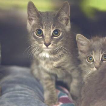 Cotton Candy -  Domestic Short Hair Cat for Adoption in Belleville, Illinois - Cotton Candy | PetCurious
