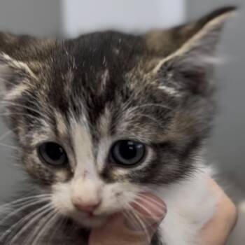 Poppy -  Domestic Short Hair Cat for Adoption in Midland, Texas - Poppy | PetCurious
