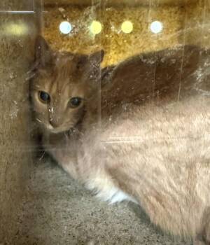 Domestic Short Hair Cats Available for Adoption - Pen 14c Goose | PetCurious
