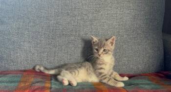 Domestic Short Hair Cats Available for Adoption in North Babylon, New York - Skye | PetCurious
