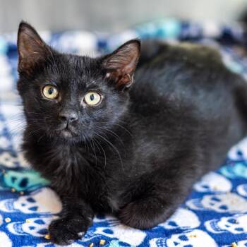 Domestic Short Hair Cats Available for Adoption - Tucker | PetCurious