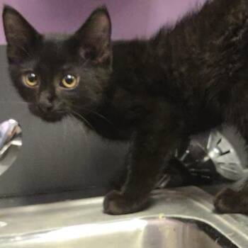 Shucks -  Domestic Short Hair Cat for Adoption in Cedar Rapids, Iowa - Shucks | PetCurious