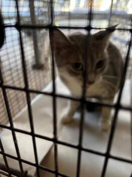 BRITTANY -  Domestic Long Hair Cat for Adoption in Doral, Florida - BRITTANY | PetCurious