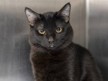 Domestic Short Hair Cats Available for Adoption - LINK | PetCurious