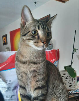 Rescue Domestic Short Hair Cats for Adoption in Albany, Wisconsin - Nelson | PetCurious