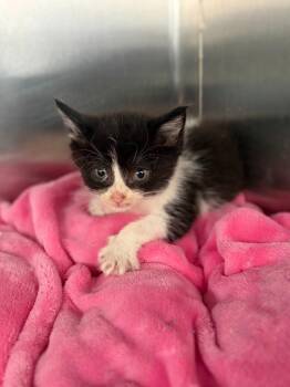 Collen -  Domestic Medium Hair Cat for Adoption in Portland, Indiana - Collen | PetCurious