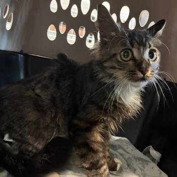 Gollum -  Domestic Medium Hair Cat for Adoption in Allentown, Pennsylvania - Gollum | PetCurious