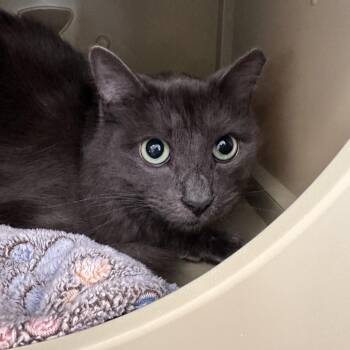 Blue -  Domestic Long Hair Cat for Adoption in Sarasota, Florida - Blue | PetCurious
