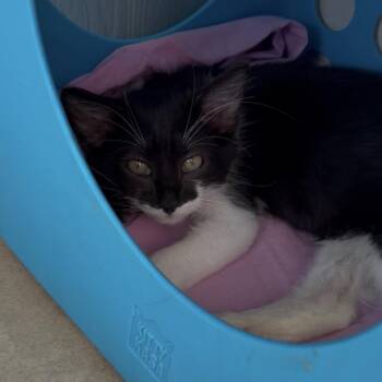 Friday -  Domestic Short Hair Cat for Adoption in Chattanooga, Tennessee - Friday | PetCurious