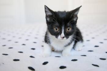 Clover -  Tuxedo Cat for Adoption in Fort Worth, Texas - Clover | PetCurious