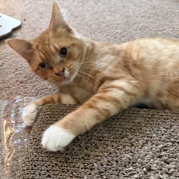 Kyo -  Domestic Medium Hair Cat for Adoption in Temecula, California - Kyo | PetCurious