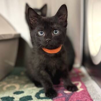 Rescue Domestic Short Hair Cats for Adoption in Hendersonville, North Carolina - Aldi | PetCurious