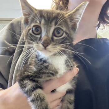 Dos -  Domestic Short Hair Cat for Adoption in Bristol, Indiana - Dos | PetCurious