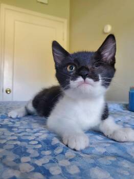 Rescue Tuxedo Cats for Adoption in Fresno, California - Dipper | PetCurious