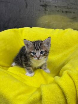 Tabby Cats Available for Adoption in Jurupa Valley, California - Edison | PetCurious