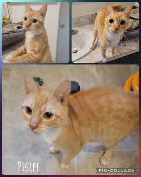 Domestic Short Hair Cats Available for Adoption - Piglet | PetCurious