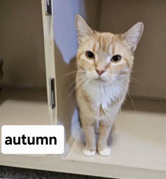 Domestic Short Hair Cats Available for Adoption in Lincoln, Illinois - Autumn | PetCurious