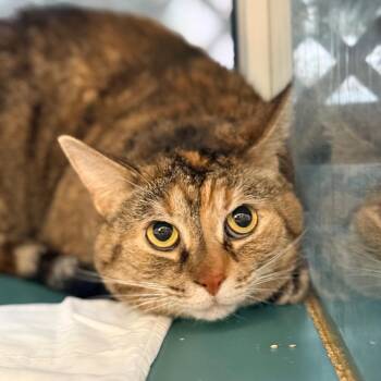 Domestic Short Hair Cats Available for Adoption in Miami, Florida - Kitty | PetCurious