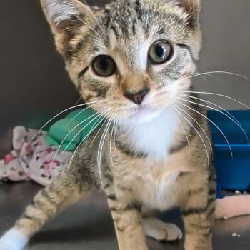 Ellia -  Domestic Short Hair Cat for Adoption in West Jefferson, Ohio - Ellia | PetCurious