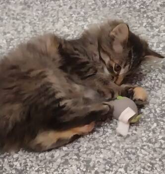 Rescue Domestic Medium Hair Cats for Adoption in South Bend, Indiana - Queen Sheba * IN FOSTER * | PetCurious