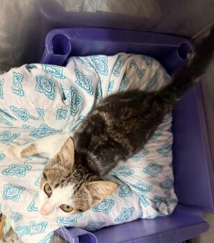 Viola -  Domestic Short Hair Cat for Adoption in Syracuse, Indiana - Viola | PetCurious