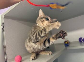 Oak -  Domestic Short Hair Cat for Adoption in New York, New York - Oak | PetCurious