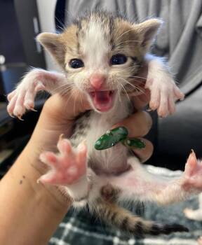 Domestic Short Hair Cats Available for Adoption in Lockhart, Texas - Dorito | PetCurious