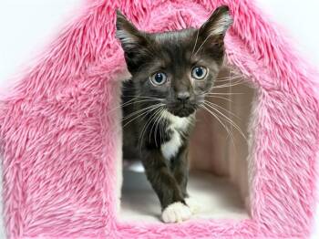 LIVY -  Domestic Short Hair Cat for Adoption in Fort Lauderdale, Florida - LIVY | PetCurious