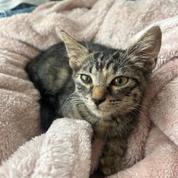 Tabby and Domestic Short Hair Cats Available for Adoption in Friendswood, Texas - Dolly Purrton | PetCurious
