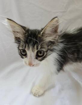 Domestic Long Hair Cats Available for Adoption in Liverpool, Texas - Willa | PetCurious