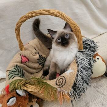 Smores -  Siamese Cat for Adoption in Pueblo, Colorado - Smores | PetCurious