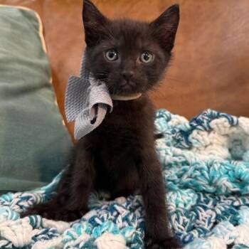 Alfred Royal -  Bombay and Domestic Short Hair Cat for Adoption in Friendswood, Texas - Alfred Royal | PetCurious